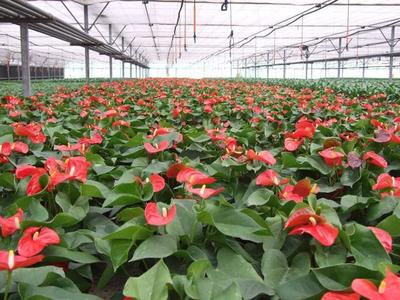 設施農業 花卉產業筑就經濟支柱，這些國家已占領先機