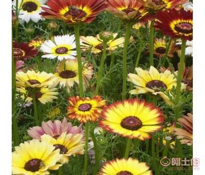 溢芳花卉園 草花種子花環菊（三色菊、茼蒿菊）優選供應商